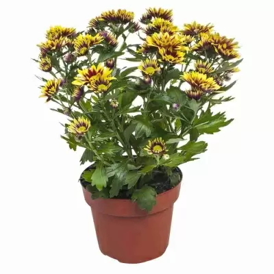 Хризантема Литл Рок Хризантема Литл Рок