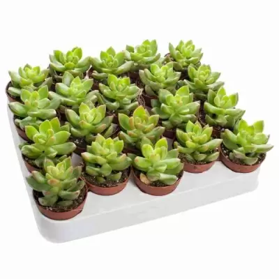 Очиток Адолфи