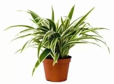 Хлорофитум Лаксум
