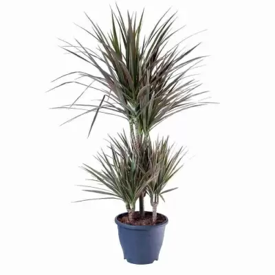 Драцена маргината Биколор карусель