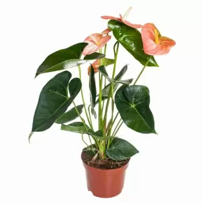 Антуриум андрианум Дивоут Антуриум андрианум Дивоут