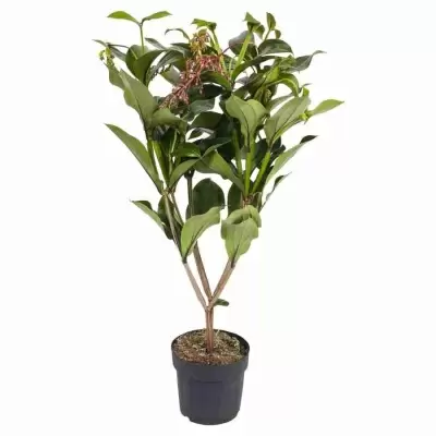 Мединилла Флоринилла Белла