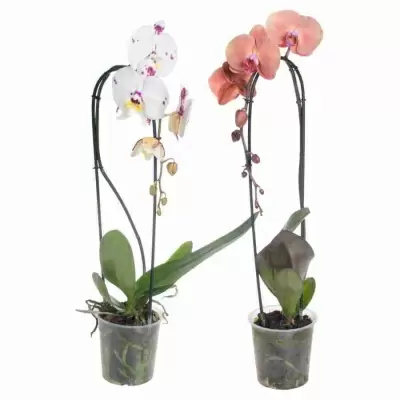 Фаленопсис Золотая лихорадка 1 ст