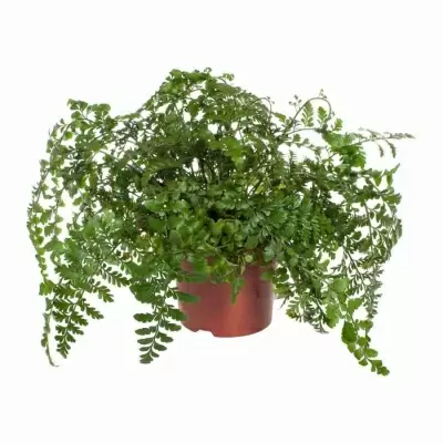 Асплениум Парвати Асплениум Парвати