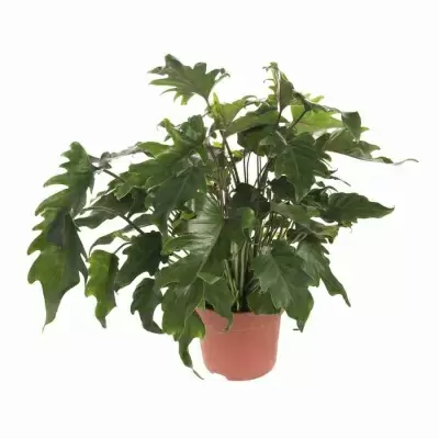 Филодендрон Селлоум Литл Хоуп Филодендрон Селлоум Литл Хоуп