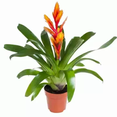 Вриезия Интенсо оранжевая