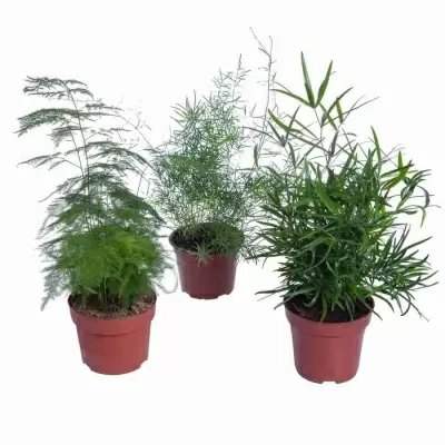 Аспарагус Микс