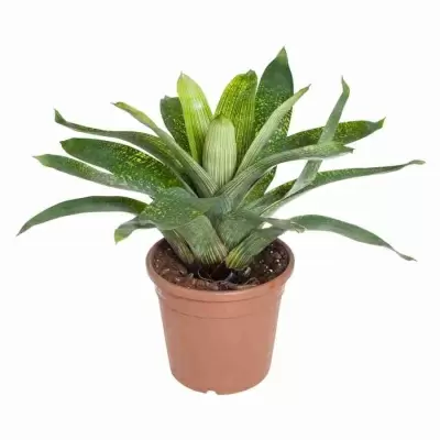 Вриезия Фенестралис