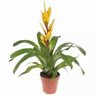 Вриезия Шарлотта