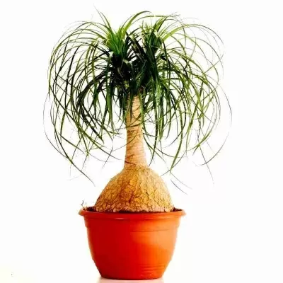 Нолина спутник