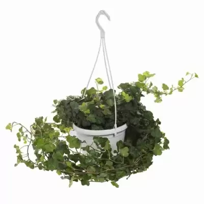 Хедера хеликс Грин ампельная