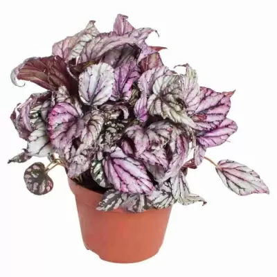 Бегония рекс Пинкпоп