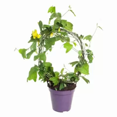 Пассифлора Цитрина