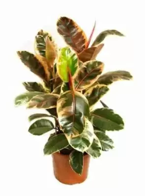 Фикус каучуконосный (эластика) Белиз 3 ст