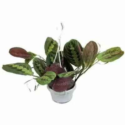 Маранта Фасцинатор триколор ампельная  Маранта Фасцинатор триколор ампельная