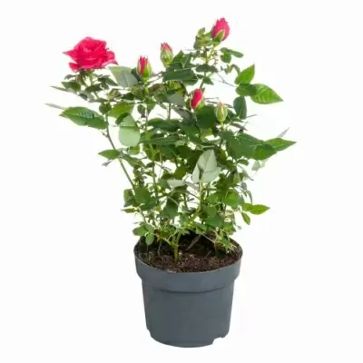 Роза кордана Малиновая Керри Роза кордана Малиновая Керри