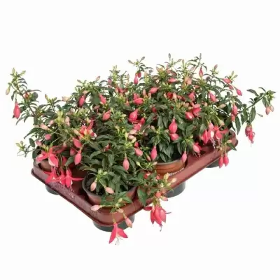 Фуксия ярко-красная