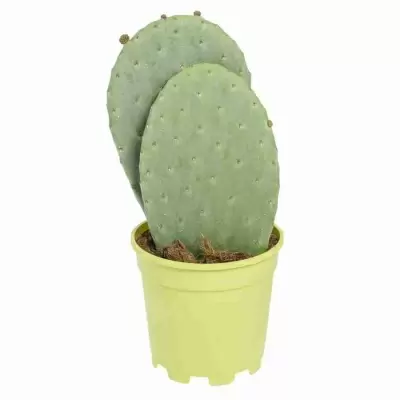 Опунция индийская (инжирная)