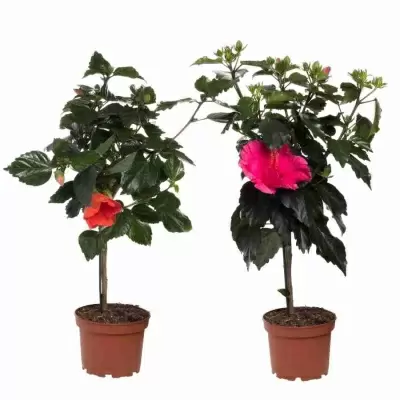 Гибискус Бари на штамбе