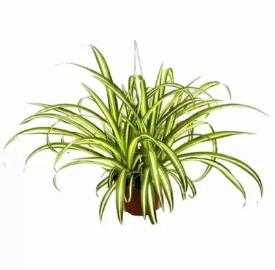 Хлорофитум Вариегата