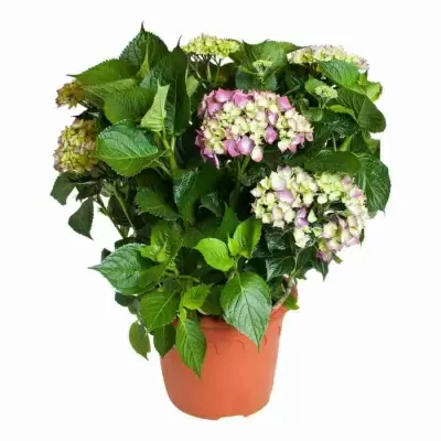 Гортензия Биколор розовая Гортензия Биколор розовая
