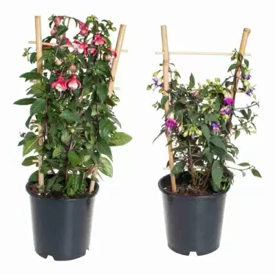 Фуксия на решетке