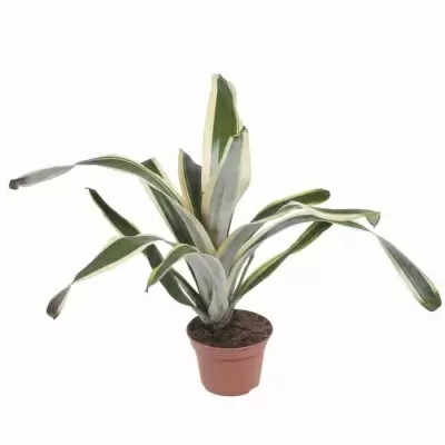 Эхмея Фелис