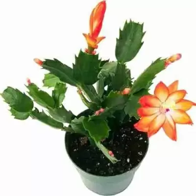 Шлумбергера Christmas Cheer