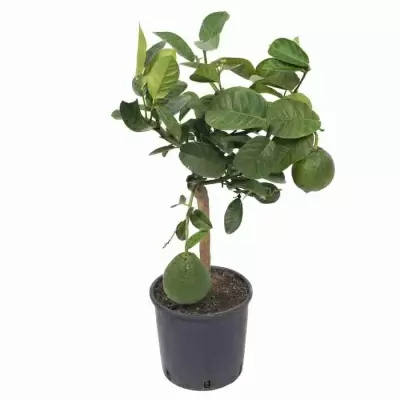 Лимон с плодами в горшке 