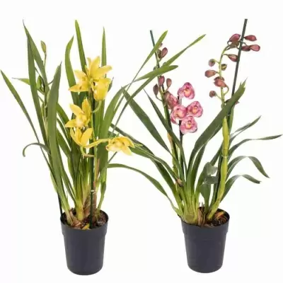 Цимбидиум Микс 2 ст