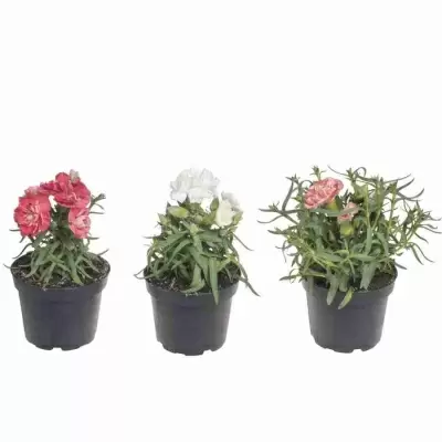 Гвоздика Оскар белая