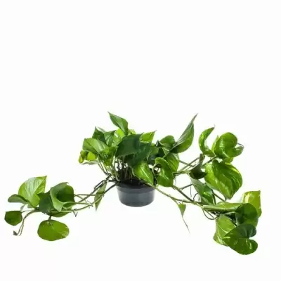 Эпипремнум пиннатум 