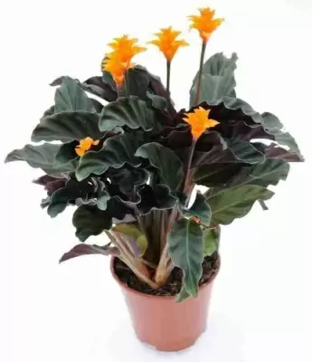 Калатея кроката Тассминия