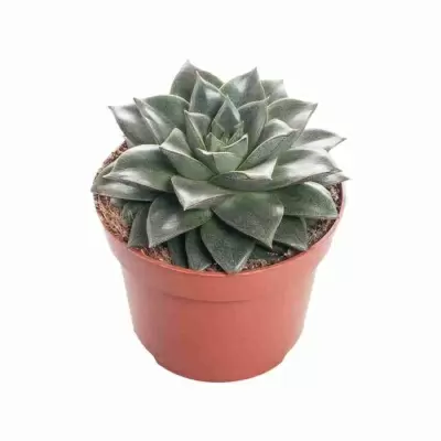 Эхеверия Саммер