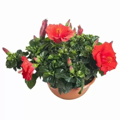 Гибискус Санни Бордо