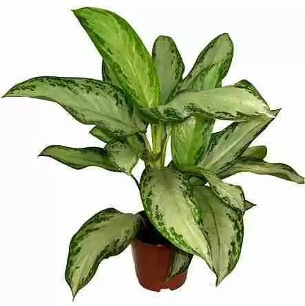 Аглаонема Клеопатра