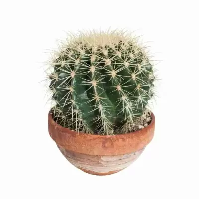 Эхинопсис мамилоза