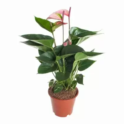 Антуриум андрианум Даймонд вишневый