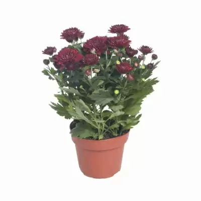 Хризантема Красная Тобаго Хризантема Красная Тобаго