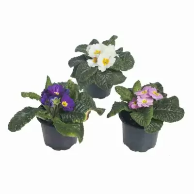 Примула обыкновенная