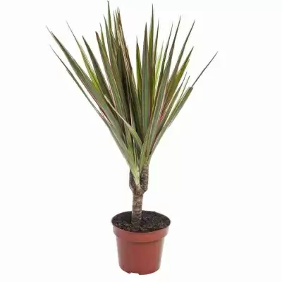 Драцена маргината Биколор 1 ст