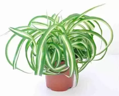 Хлорофитум Бонни