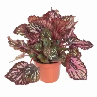 Бегония рекс Каракас