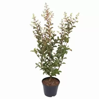 Лагерстрёмия индийская белая Лагерстрёмия индийская белая