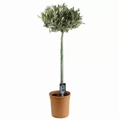 Комнатное дерево Олива