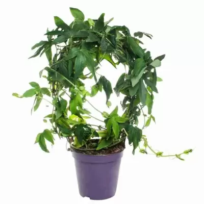 Пассифлора Сноу