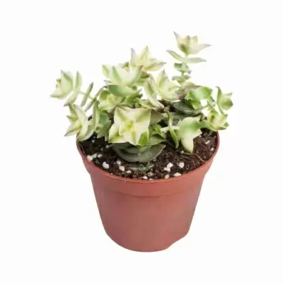 Крассула перфората Вариегата