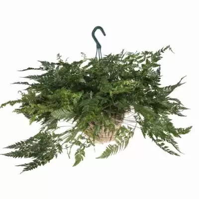 Даваллия ампельная