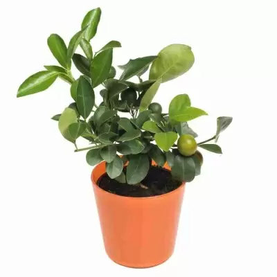 Цитрофортунелла Каламондин