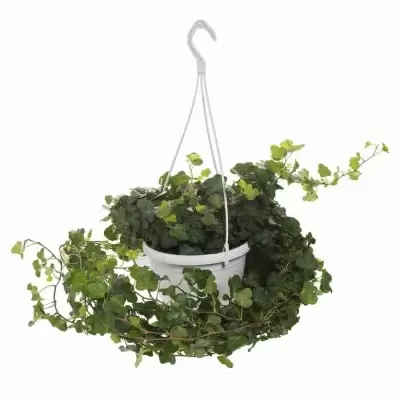 Хедера хеликс Грин ампельная Хедера хеликс Грин ампельная